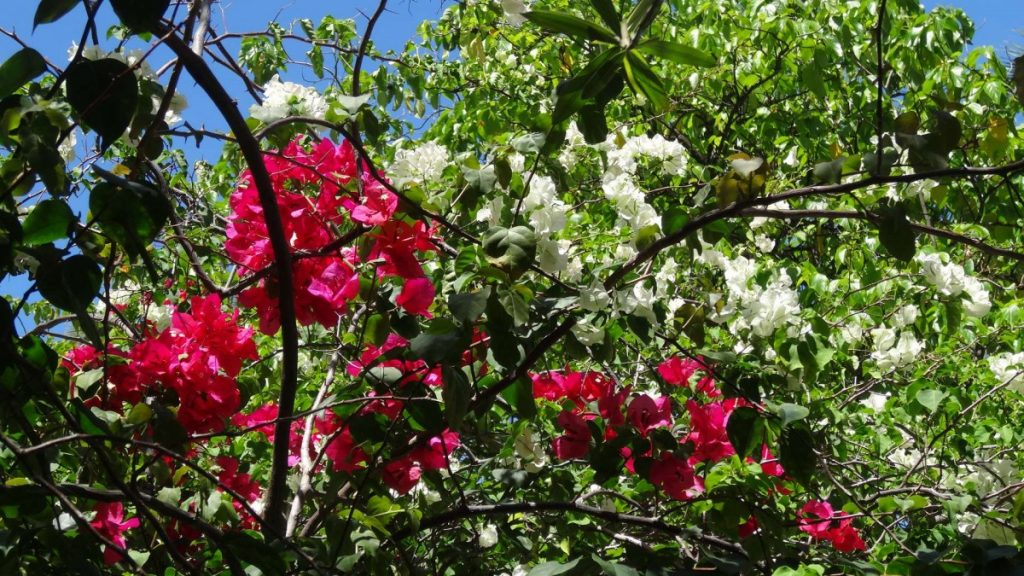 bougainvillier
