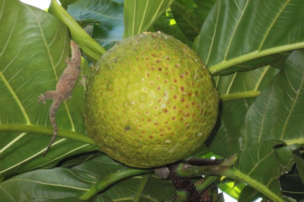 nono-pomme-chient-noni