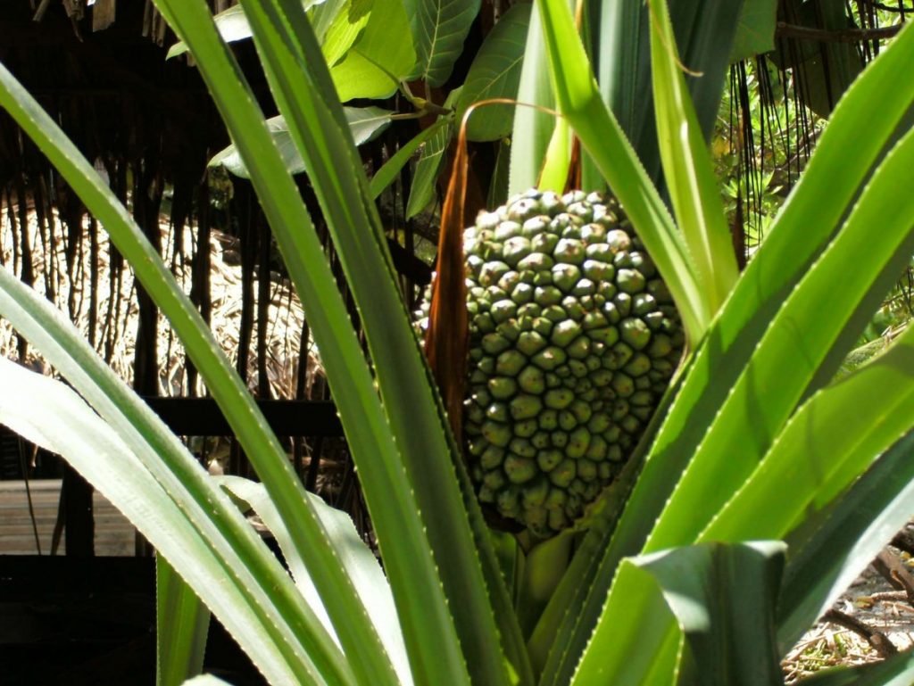 fruit-pandanus